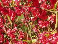 play spot the birdie.jpg